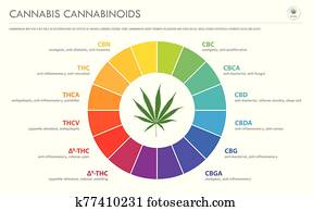קנבוס, terpenes, אופקי, עסק, infographic