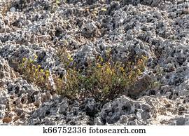 A Volcanic rock on the island of Cyprus. Background