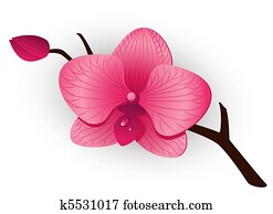 Beautiful pink Orchid Beautiful pink Orchid