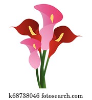 vektor, abbildung, von, rot, und, rosa, calla lilie, blumen, wei?, hintergrund. vektor, abbildung, von, rot, und, rosa, calla lilie, blumen, wei?, hintergrund.