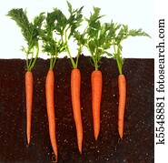 Carrots growing in soil