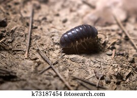 Detritus Feeder Photos Our Top 40 Detritus Feeder Images