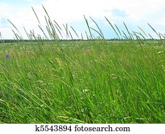 grande, verde, gramado