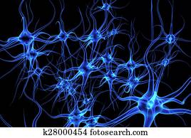 Neurons Neurons