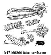 sellerie, hand, gezeichnet, vektor, abbildung, set., freigestellt, gemüse, graviert, stil, object., ausführlich, vegetarisches essen sellerie, hand, gezeichnet, vektor, abbildung, set., freigestellt, gemüse, graviert, stil, object., ausführlich, vegetarisches essen