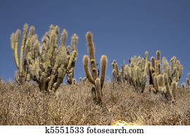 Cactuses in desert