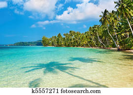 Coconut palms on the beach Coconut palms on the beach