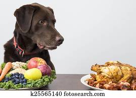 Dog with vegan and meat food