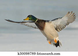 Mallard Duck in flight Mallard Duck in flight