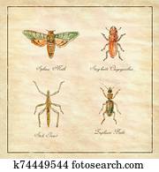 Sphinx Moth, Stag beetle, Stick Insect and Zuphium Beetle Vintage Collection Sphinx Moth, Stag beetle, Stick Insect and Zuphium Beetle Vintage Collection