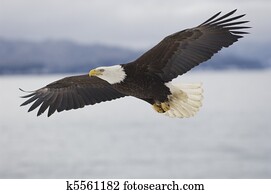 alaskan, águia calva