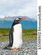 gentoo penguin