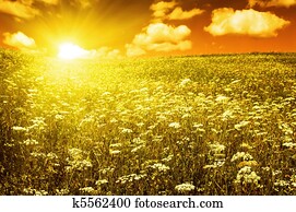 green field with blooming flowers and red sky