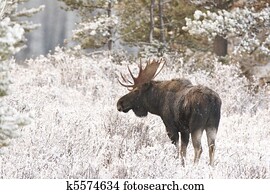 American Moose American Moose