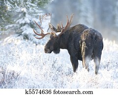American Moose American Moose
