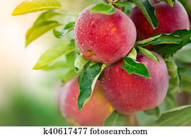 Apple tree Apple tree