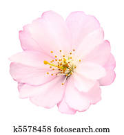 Cherry blossom isolated on white