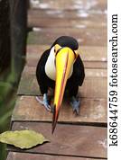 Close-up portrait of the toco toucan with bright orange beak and blue eyes. Ramphastos toco. Brazil. Iguazu.