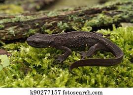Closeup on a terrestrial female Chinese warty newt, Paramesotriton chinensis on green moss
