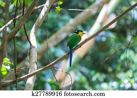 colorful bird long tailed broadbill on tree branch