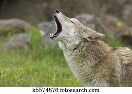 Coyote Coyote