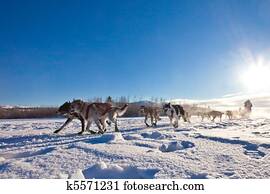 cão, equipe, puxando, trenó
