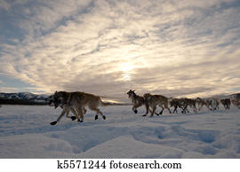 equipe, de, sleigh, cachorros, puxando