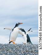 gentoo penguins