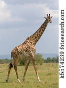 giraffe giraffe