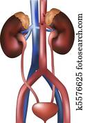Kidneys and bladder Kidneys and bladder