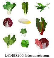 Salad ingredients. Leafy vegetables icons set. Organic and vegetarian illustration with Pak choi, Spinach, Rucola, Radicchio, Indivia belga, Mangold, Sorrel, Romaine, Lettuce and Palla Rossa. Salad ingredients. Leafy vegetables icons set. Organic and vegetarian illustration with Pak choi, Spinach, Rucola, Radicchio, Indivia belga, Mangold, Sorrel, Romaine, Lettuce and Palla Rossa.