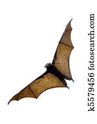 the bat the bat