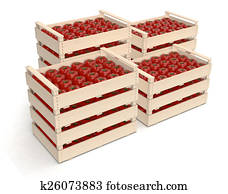 tomato in crates tomato in crates