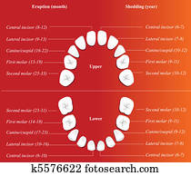 ילדים, של השיניים, chart.