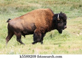 bison or buffalo bull bison or buffalo bull
