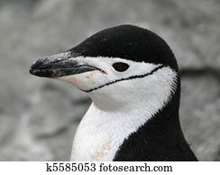 Chinstrap penguin 2