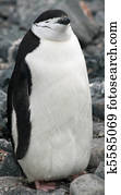 Chinstrap penguin 3