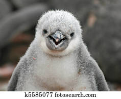 Chinstrap penguin chick