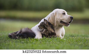 Dog and cat looking in different directions Dog and cat looking in different directions
