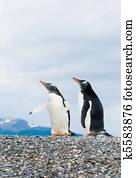 gentoo penguins