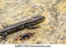 Podarcis muralis, Common wall lizard