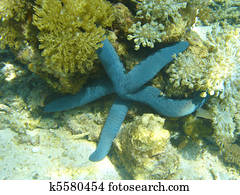 starfish starfish