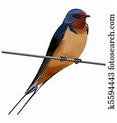 Barn Swallow on wire Barn Swallow on wire