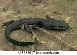 Closeup on an adult thin and starved black Chinese warty newt, Paramesotriton chinensis found in the pet-trade