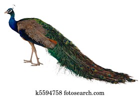 exotic bird peacock exotic bird peacock