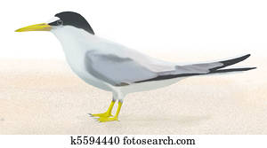 Least Tern on beach sand
