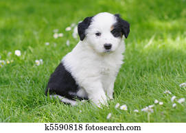 Puppies Puppies