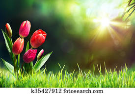 Tulips On Grass In Sunny Meadow Wit Tulips On Grass In Sunny Meadow Wit