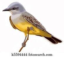 Western Kingbird Western Kingbird