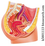 Anatomy female reproductive system